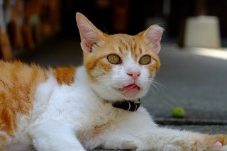DSCF2217.jpg