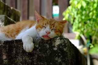 DSCF2227.jpg