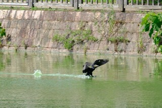 DSCF2244.jpg