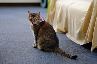 DSCF2246.jpg