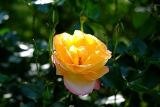 DSCF2855.jpg