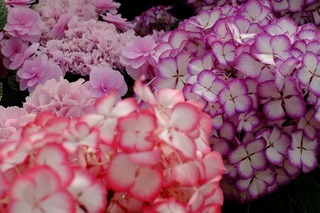 DSCF2862.jpg