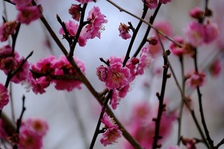 DSCF3173.jpg