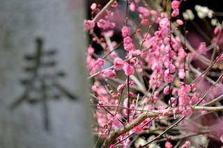 DSCF3174.jpg