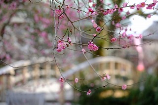 DSCF3177.jpg
