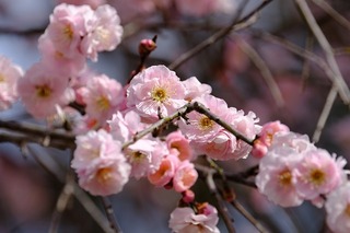 DSCF3185.jpg