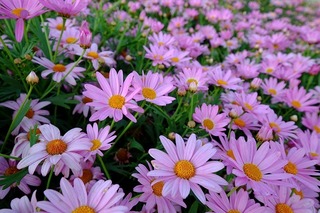 DSCF3258.jpg