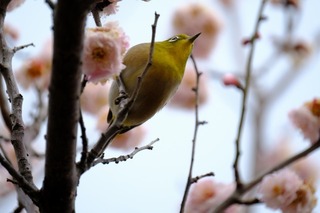 DSCF3287.jpg