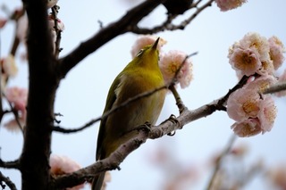 DSCF3297.jpg