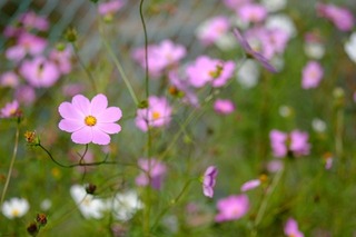 DSCF3423.jpg