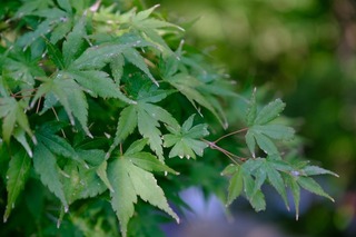 DSCF3605.jpg