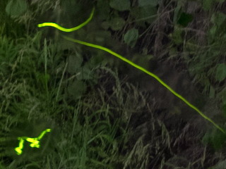 DSCF3674xxxs.jpg