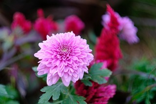 DSCF3689.jpg