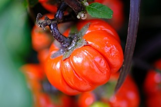 DSCF3690.jpg