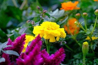 DSCF3700.jpg