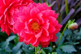 DSCF3702.jpg