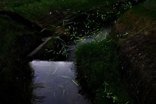 DSCF3715x.jpg