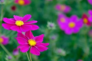 DSCF3717.jpg