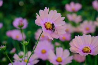 DSCF3720.jpg