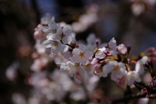 DSCF4161.jpg