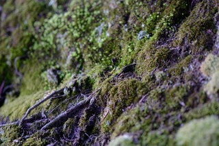 DSCF4169.jpg