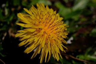 DSCF4170.jpg