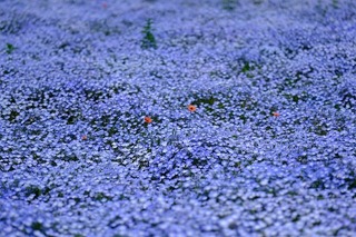 DSCF4315.jpg