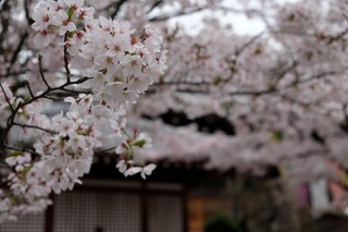 DSCF4533.jpg