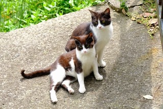 DSCF4608.jpg