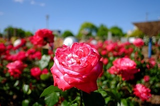 DSCF4679.jpg