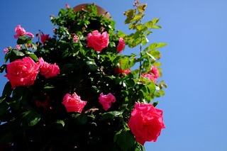 DSCF4698.jpg