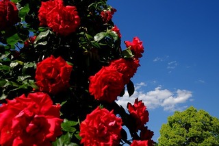 DSCF4709.jpg