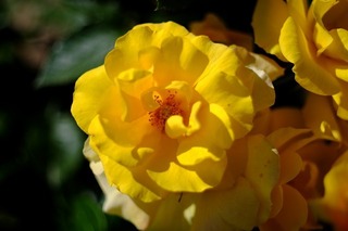 DSCF4714.jpg