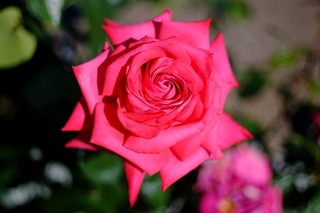 DSCF4720.jpg