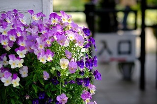 DSCF5031.jpg