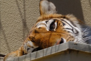 DSCF5206.jpg