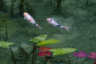 DSCF5332.jpg
