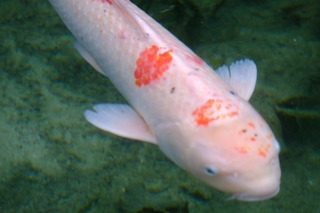 DSCF5376.jpg