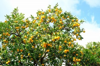 DSCF5385.jpg