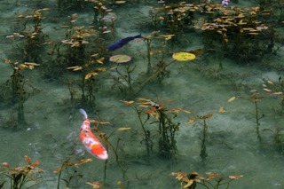 DSCF5415.jpg
