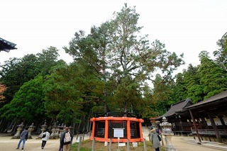 DSCF5423.jpg