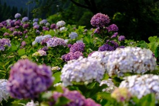 DSCF5432.jpg
