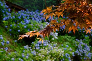 DSCF5437.jpg