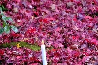 DSCF5754.jpg