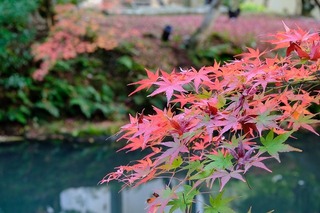 DSCF5760.jpg