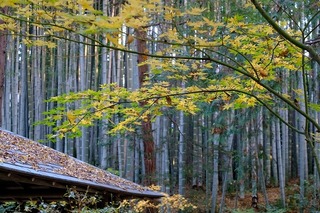 DSCF5762.jpg