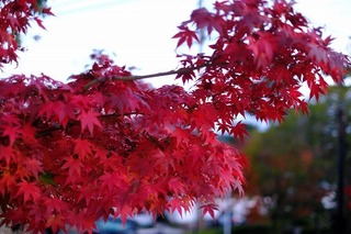 DSCF5777.jpg