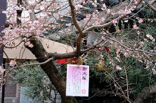 DSCF6205.jpg
