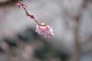 DSCF6207.jpg
