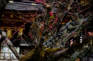 DSCF6468.jpg